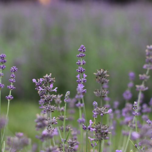 Plant De Lavande Phenomenal Les Jardins Ar Mes Et Saveurs Lavande